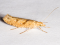 Ypsolopha sylvella